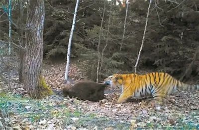 盛煌娱乐(中国游)·官方网站