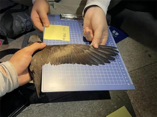 盛煌娱乐,湖南野生动物追踪,湖南卫星追踪器,湖南追踪器