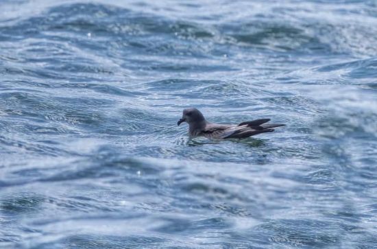 盛煌娱乐,湖南野生动物追踪,湖南卫星追踪器,湖南追踪器