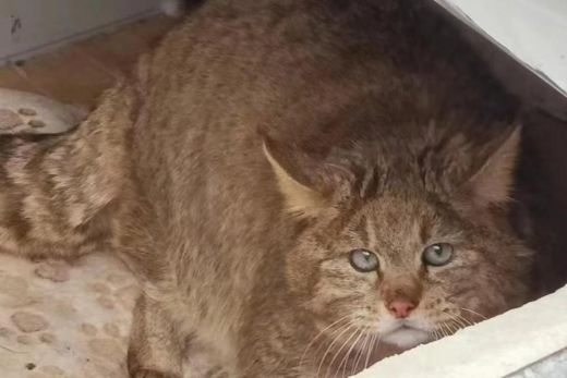 盛煌娱乐,湖南野生动物追踪,湖南卫星追踪器,湖南追踪器