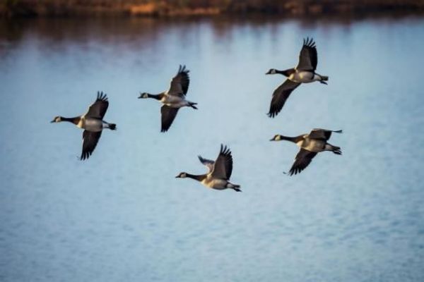 盛煌娱乐,湖南野生动物追踪,湖南卫星追踪器,湖南追踪器