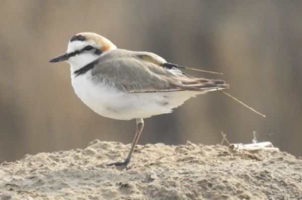 盛煌娱乐,湖南野生动物追踪,湖南卫星追踪器,湖南追踪器