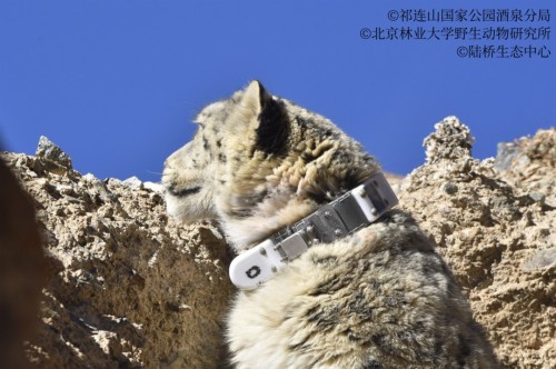 盛煌娱乐,湖南野生动物追踪,湖南卫星追踪器,湖南追踪器