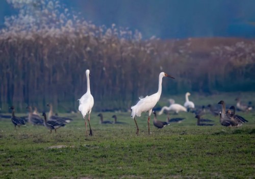 盛煌娱乐,湖南野生动物追踪,湖南卫星追踪器,湖南追踪器